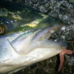 メバル春爆&メジロ!?