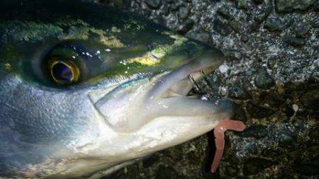 メバル春爆&メジロ!?