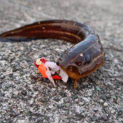 午後からのんびりブラクリ。