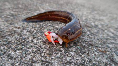 午後からのんびりブラクリ。