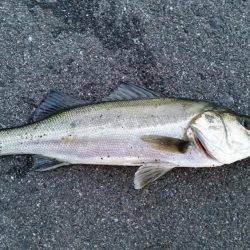 春フィッシュ調査