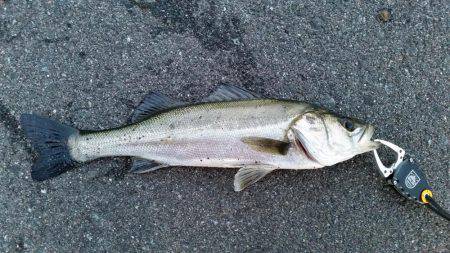 春フィッシュ調査