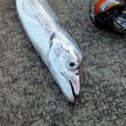 アジングのちサーべリング