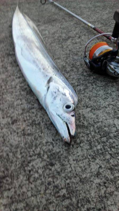 アジングのちサーべリング