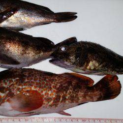 やっとアコウが！