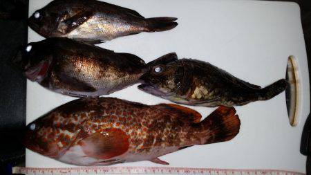 やっとアコウが！