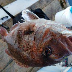 海上釣り堀　田尻　