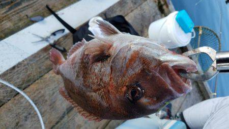 海上釣り堀　田尻　