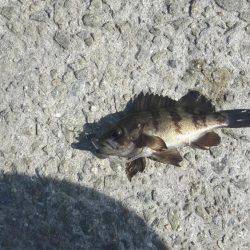 あじんぐのはずが