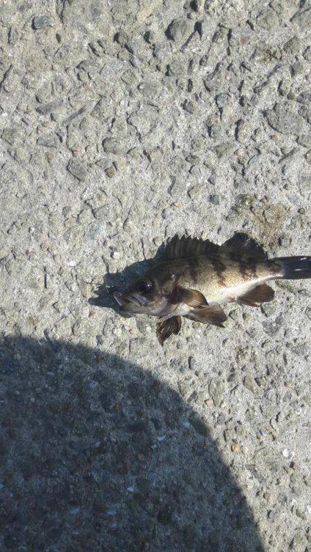 あじんぐのはずが