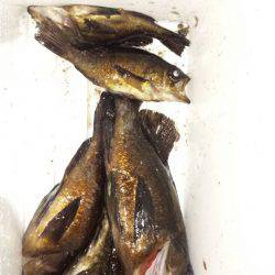 おかっぱり久しぶりの釣果