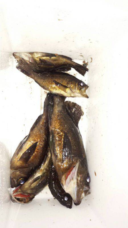 おかっぱり久しぶりの釣果