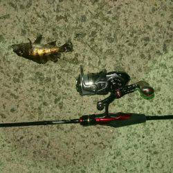 メバリング! アジング!