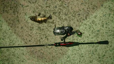 メバリング! アジング!