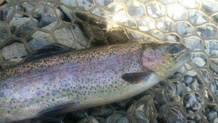 ルアーでニジマス釣り