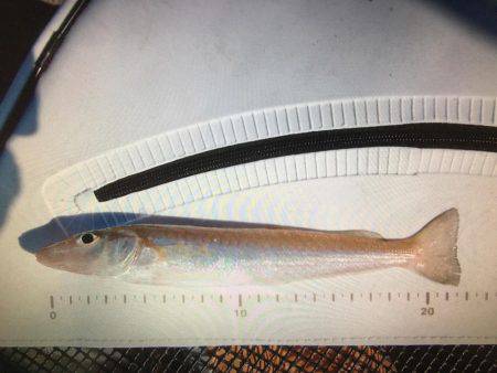 久々の神戸沖防波堤