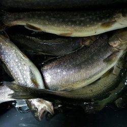 朽木渓流魚センタールアーフィールド