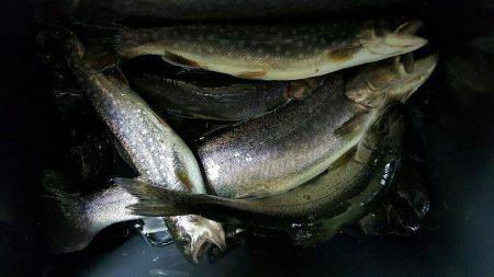 朽木渓流魚センタールアーフィールド