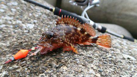 新井堤防テトラ穴釣り。