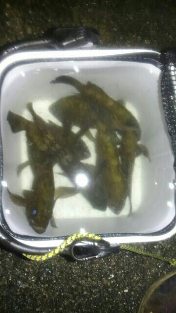 またまた濃霧メバリング