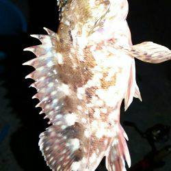 尺メバルチャレンジ失敗