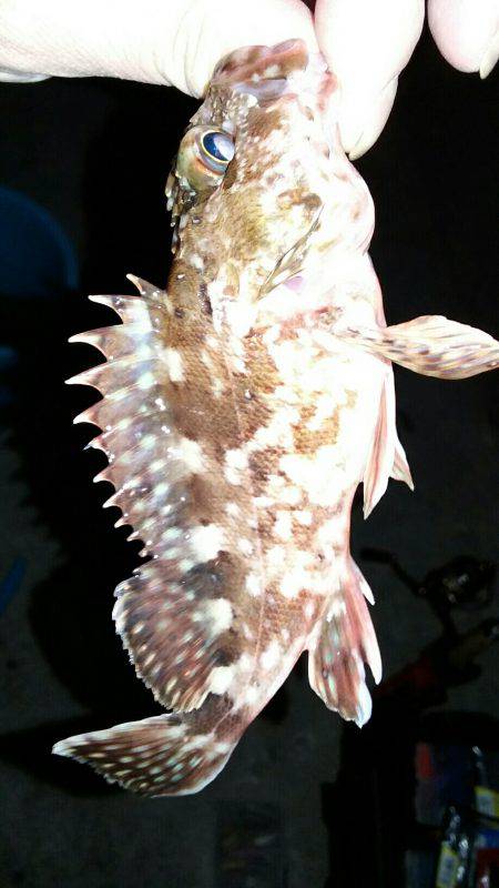 尺メバルチャレンジ失敗