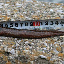 福浦岸壁でブラクリ穴釣り