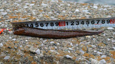 福浦岸壁でブラクリ穴釣り