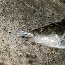 バチシー開催??