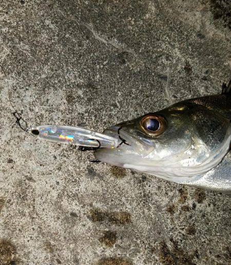 バチシー開催??