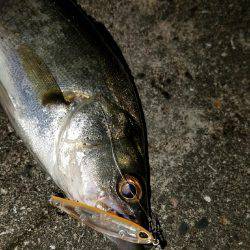 バチシー開幕か？