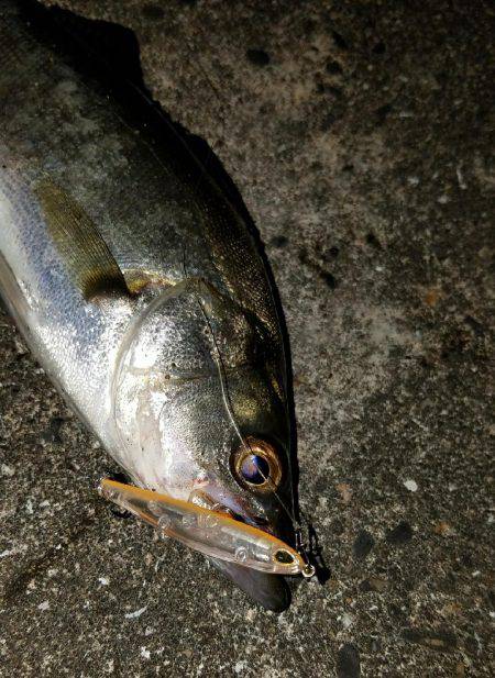 バチシー開幕か？