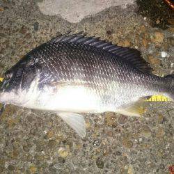 久びさのチニング♪