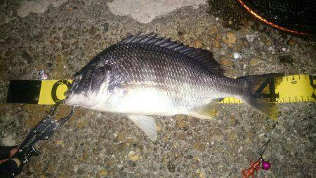 久びさのチニング♪