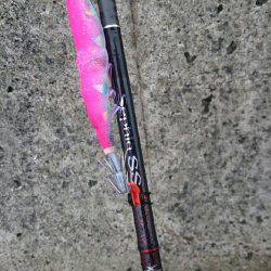 癒しのコウちゃん