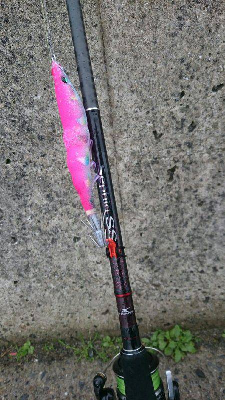 癒しのコウちゃん