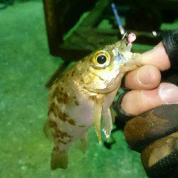 マッチザベイト！