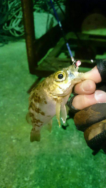 マッチザベイト！