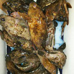 寝魚狙いが 思わぬ 大物