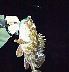 メバリング、嬉しいゲストが!