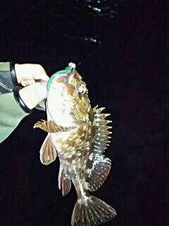 メバリング、嬉しいゲストが！