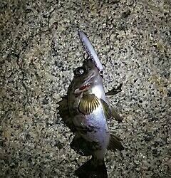 シャローのメバル