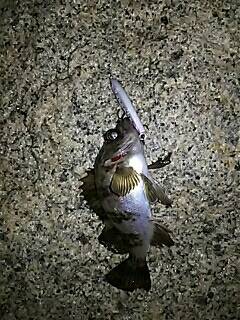 シャローのメバル