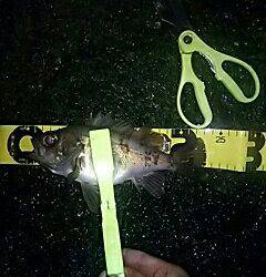 やっとメバルがスタート！