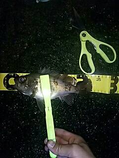 やっとメバルがスタート！