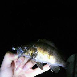 2週間メバリング