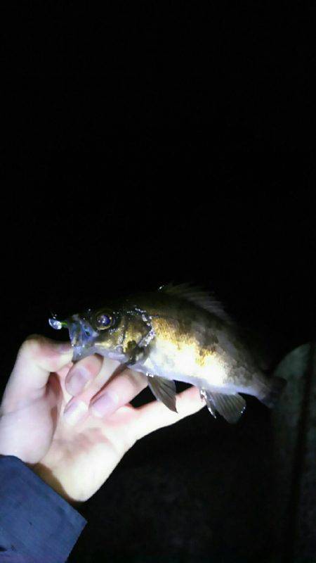 2週間メバリング