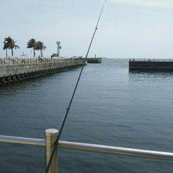 アジュール舞子でイワシ