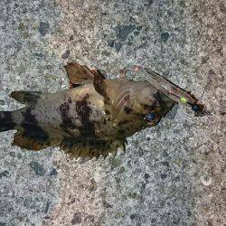 メバル狙いのはず