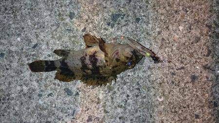 メバル狙いのはず